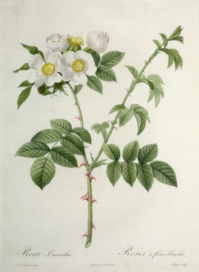 Rosa Leucantha, gegraveerd door Chapuy, uitgegeven door Remond door Pierre Joseph Redouté